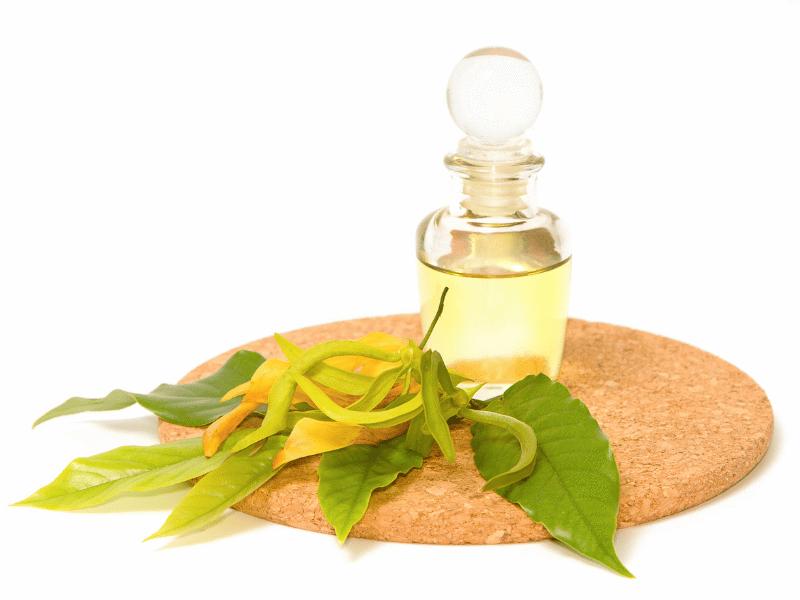 ylang ylang parfum - Myparfumy